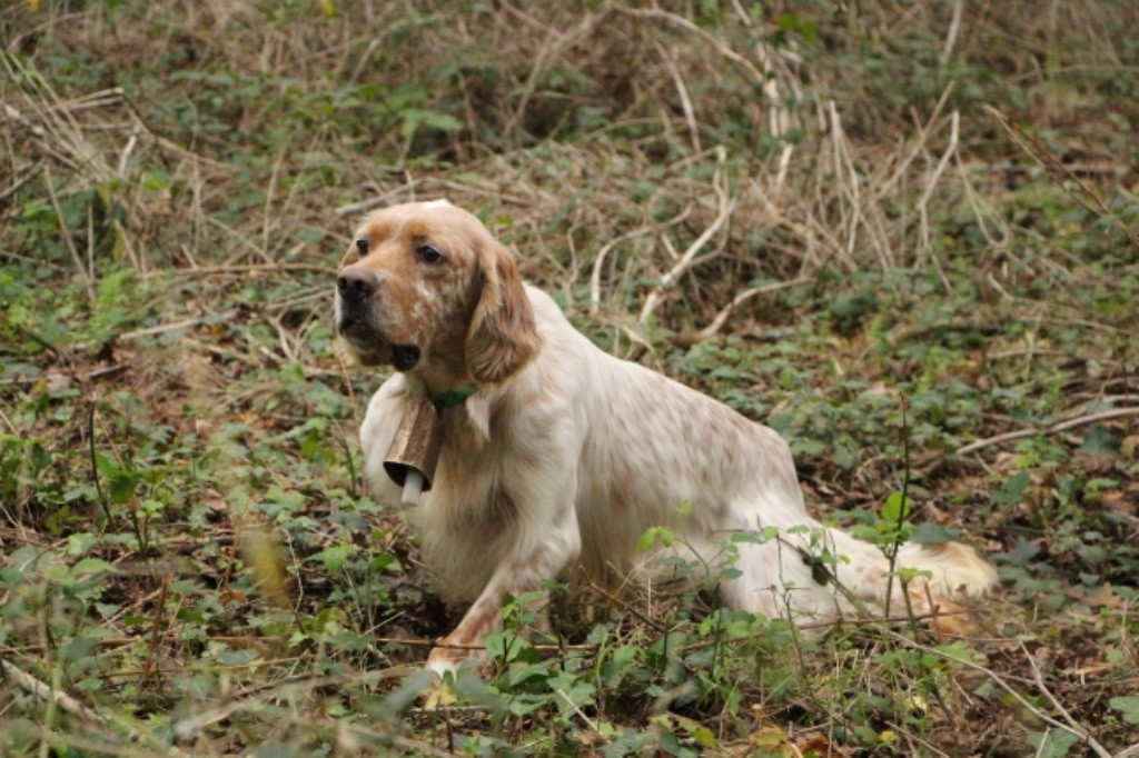 Les Setter Anglais de l'affixe Des Plaines De Berloch