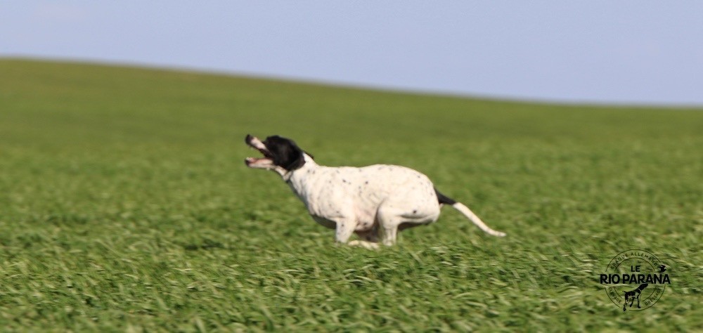 Des Plaines De Berloch - Field de printemps du pays bigouden 