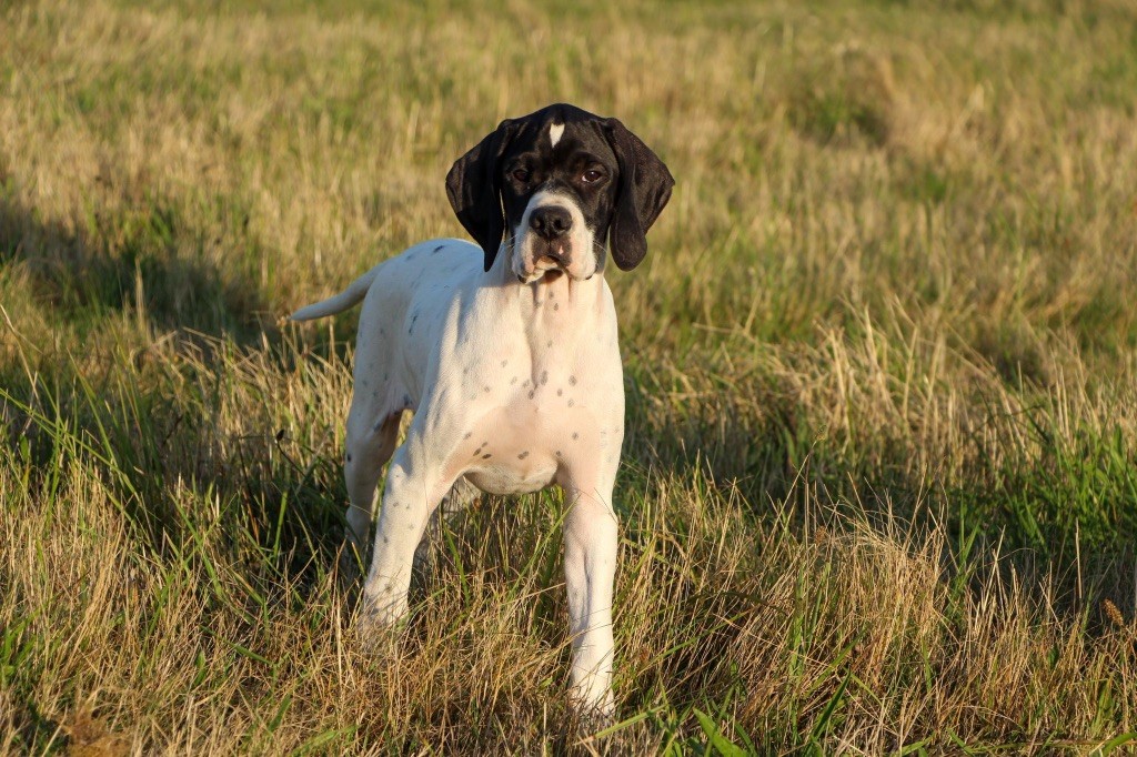 Des Plaines De Berloch - Chiots Malvina du Clos Gabin x Moser des plaines de berloch 