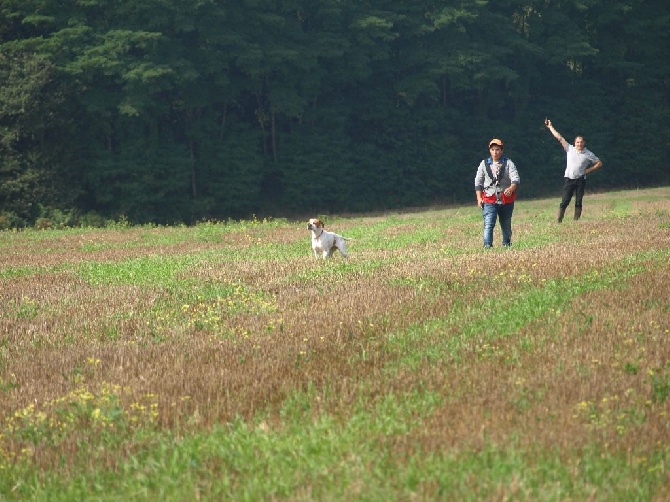 Des Plaines De Berloch - field bécasse pour jypsie cette année 