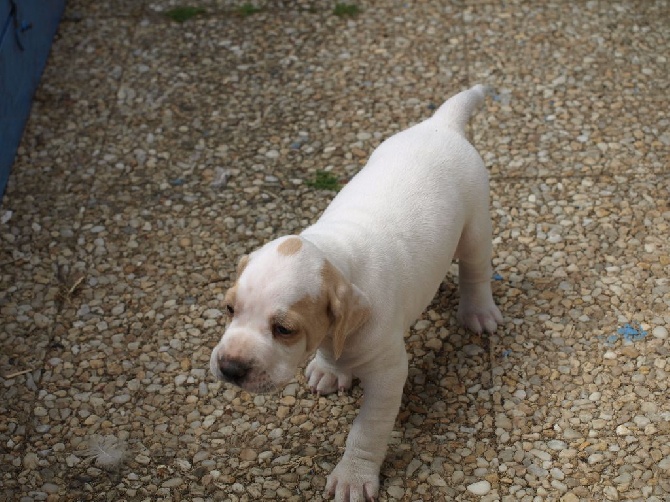 Des Plaines De Berloch - les chiots ont presque mois