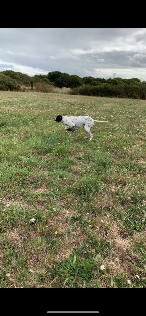 Des Plaines De Berloch - A saisir chien dressé !!!!