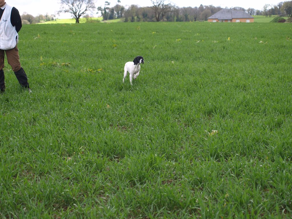 Des Plaines De Berloch - A 3 mois les chiots arrêtent