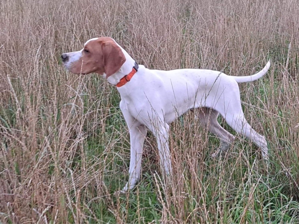 Des Plaines De Berloch - Un petit chien disponible pour l?ouverture 