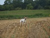  - demonstration chien d'arret à lanester 