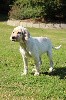  - chiots Setter Anglais 