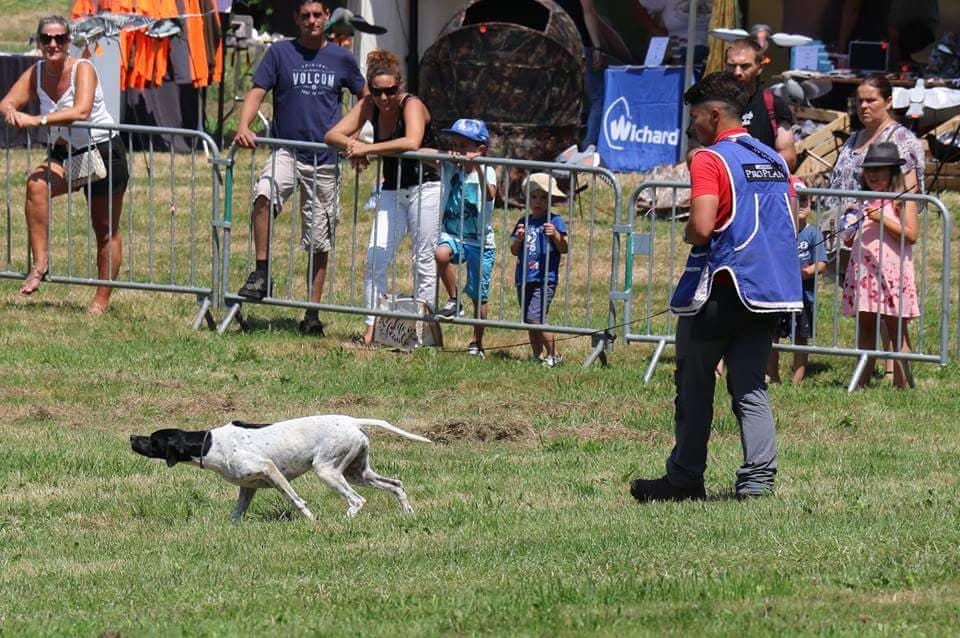 Des Plaines De Berloch - Démonstration chien d'arret à Baud