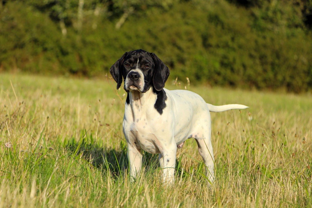 Des Plaines De Berloch - Des chiens disponibles pour l?ouverture 