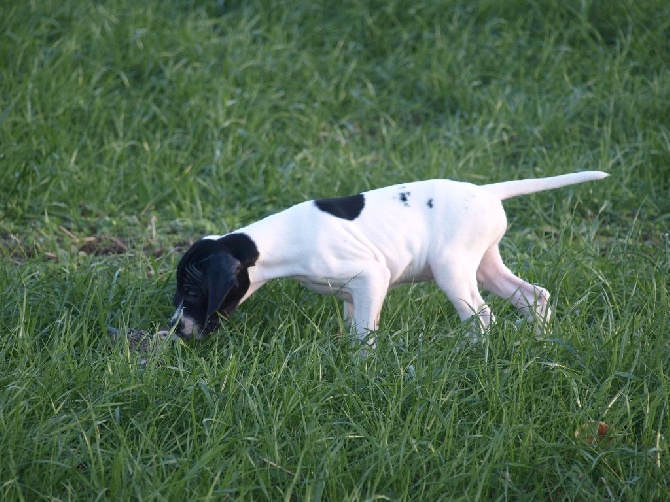 Des Plaines De Berloch - les chiots d'hippy x duke sortit en plaine