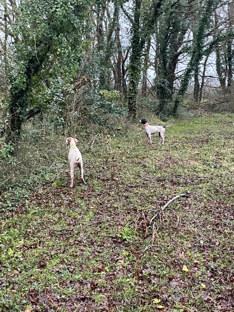 Des Plaines De Berloch - Superbe saison de chasse 