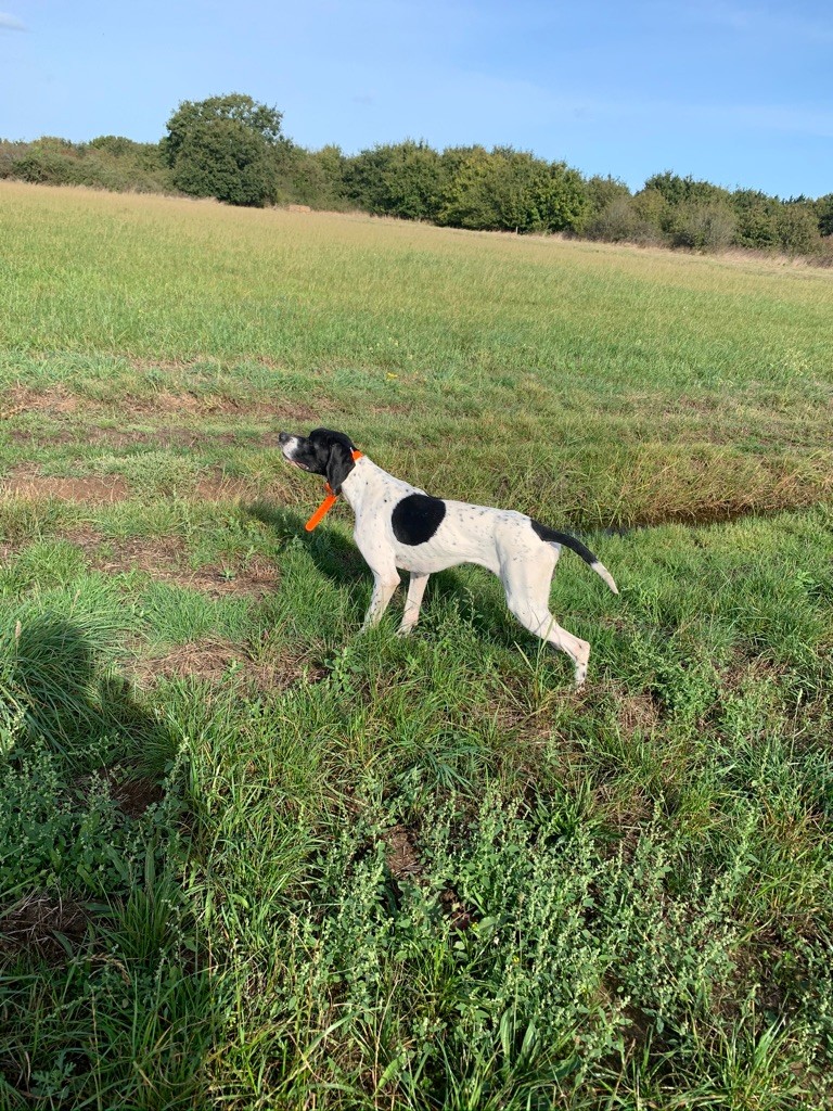 Des Plaines De Berloch - Plus de chien debourré a vendre 