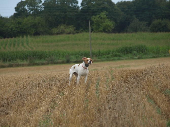 Des Plaines De Berloch - demonstration chien d'arret à lanester 