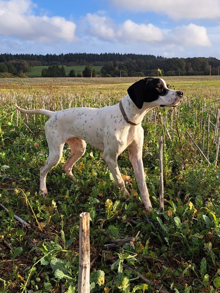 Des Plaines De Berloch - A saisir chienne 8 mois pour chasse et compétition 