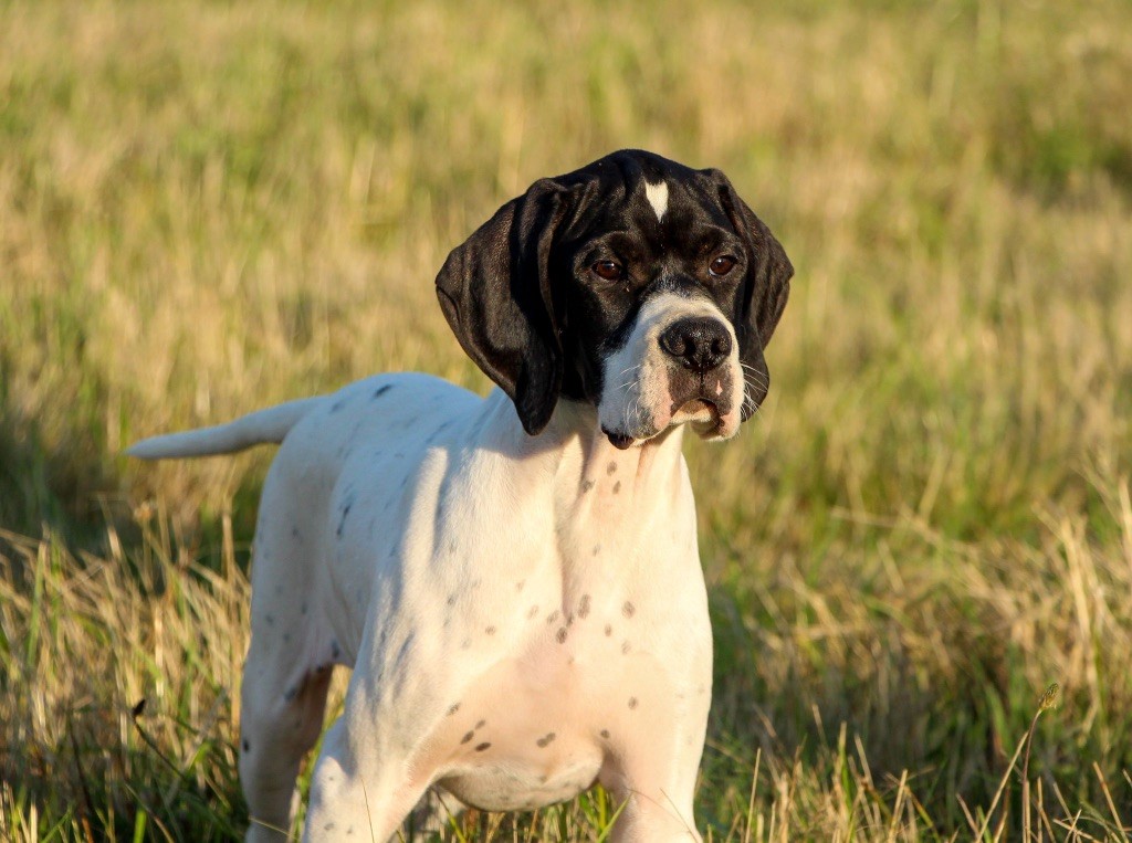 Des Plaines De Berloch - Les chiots grandissent 