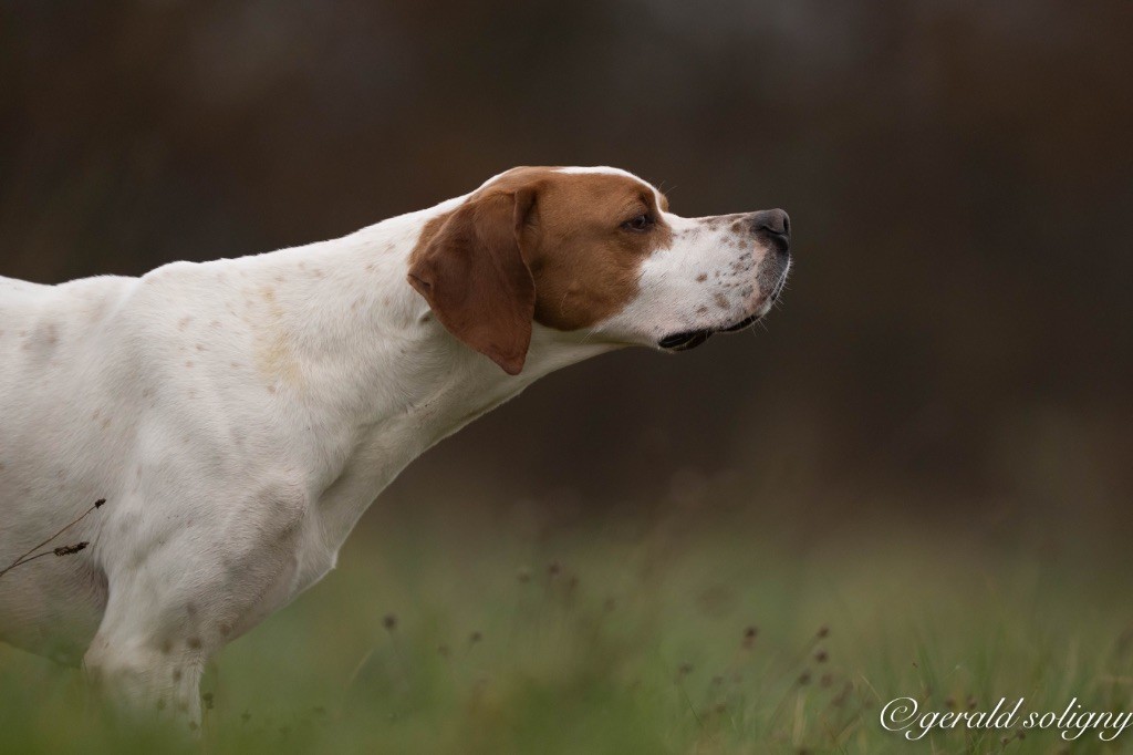 Totti Des Plaines De Berloch