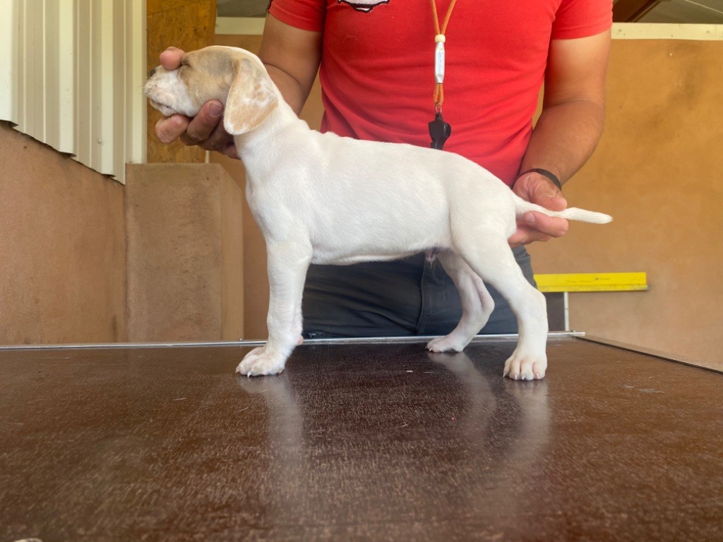 chiot Pointer Des Plaines De Berloch