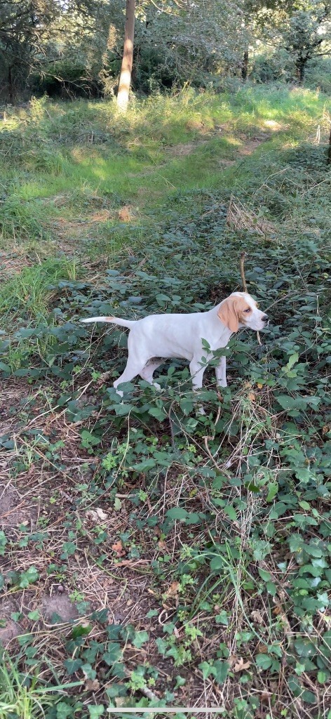 Des Plaines De Berloch - Chiot disponible  - Pointer