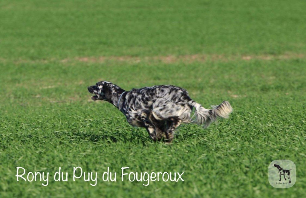TR. Rony Du Puy Du Fougeroux