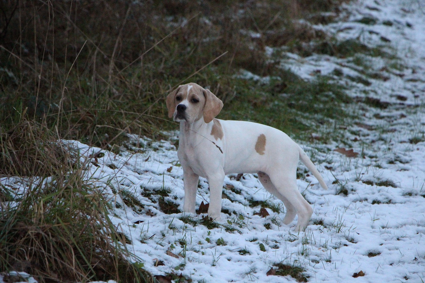 Arbia Des Plaines De Berloch
