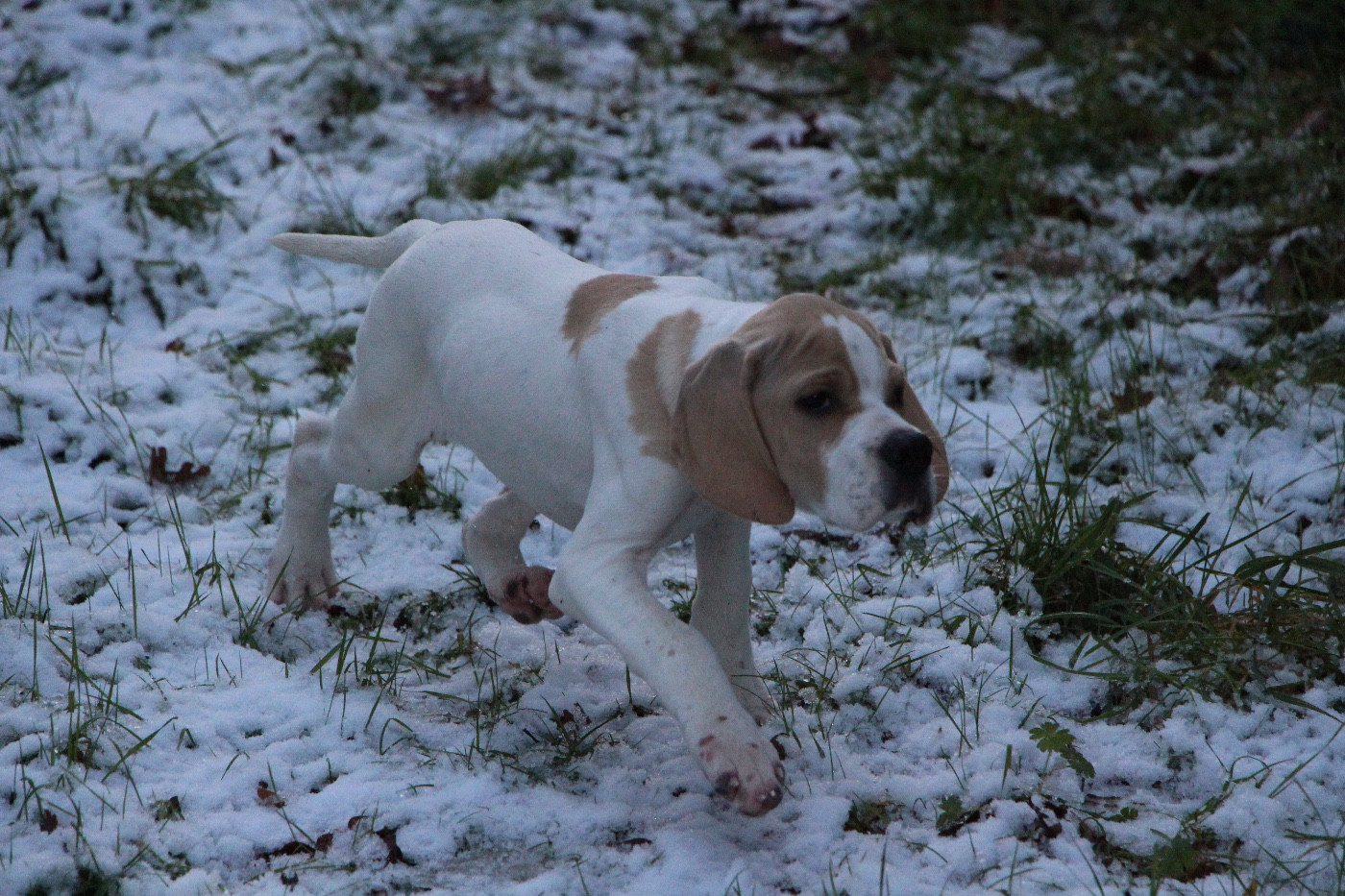Almer Des Plaines De Berloch