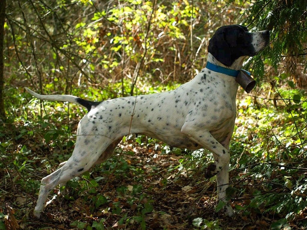 Des Plaines De Berloch - Les chiots de Paya sont enfin là !