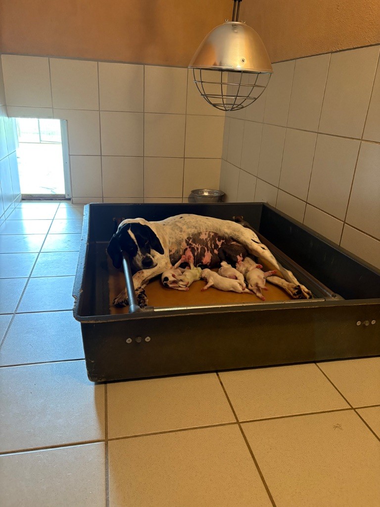 Naissance pour les chiots de Malvina 