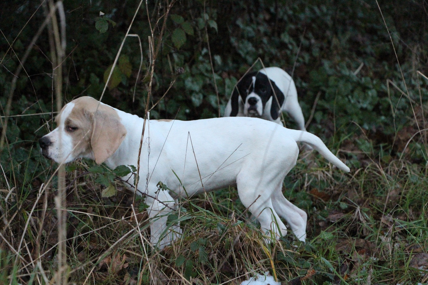 Première sortie pour les chiots de Paya x Totti