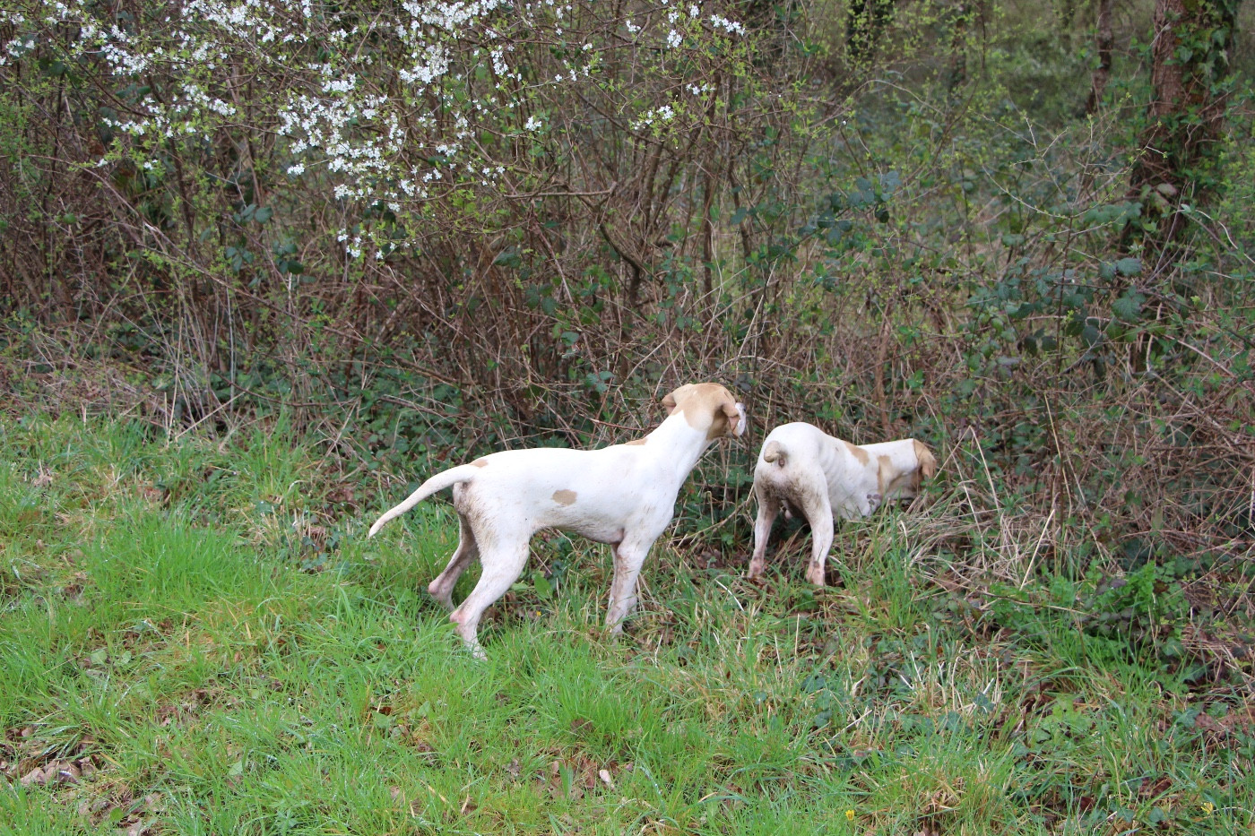 Des Plaines De Berloch - Les chiots de Paya x Totti en classe decouverte