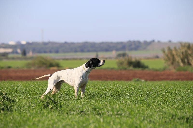 Derby des jeunes pointers 2026