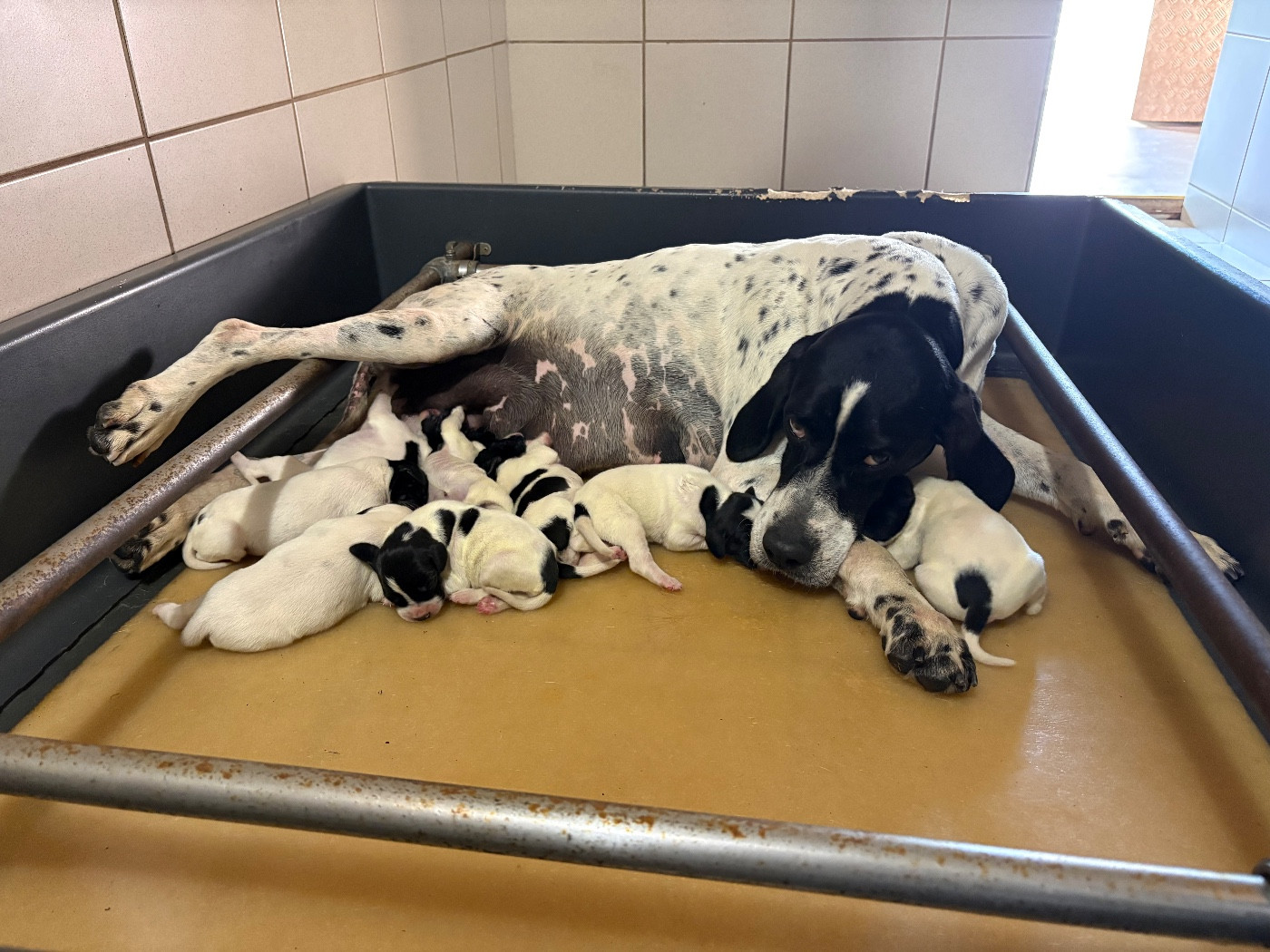 Naissance des chiots de paya !!!