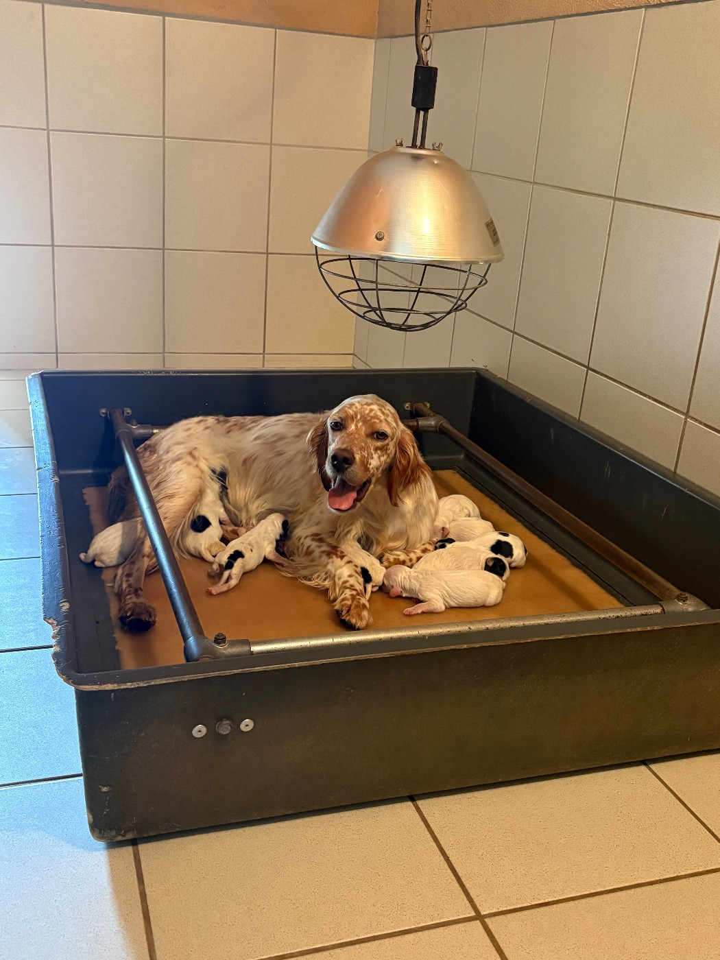 Naissance des chiots setter 2026