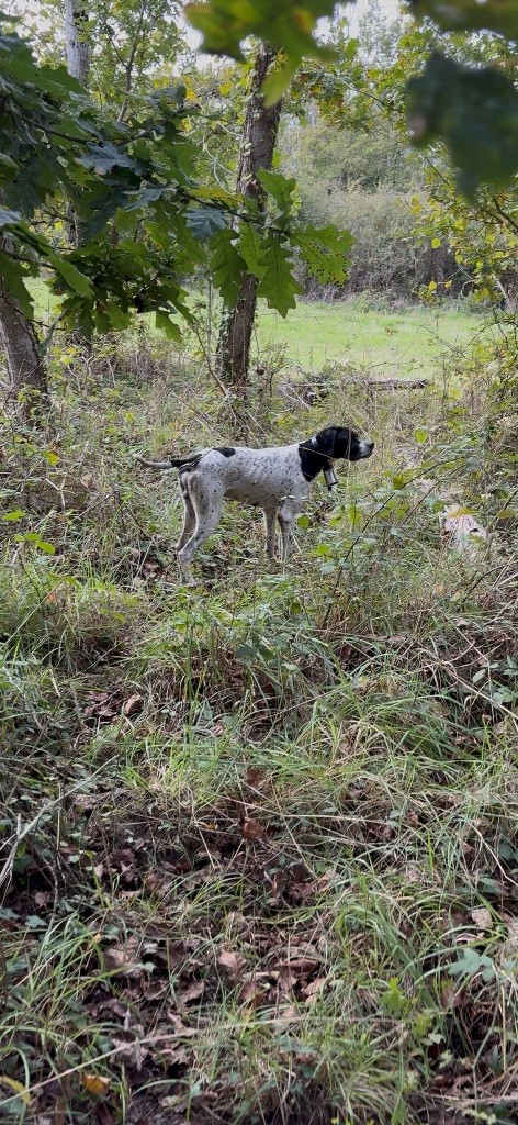 Saison de chasse 2025/2026 ouverte 