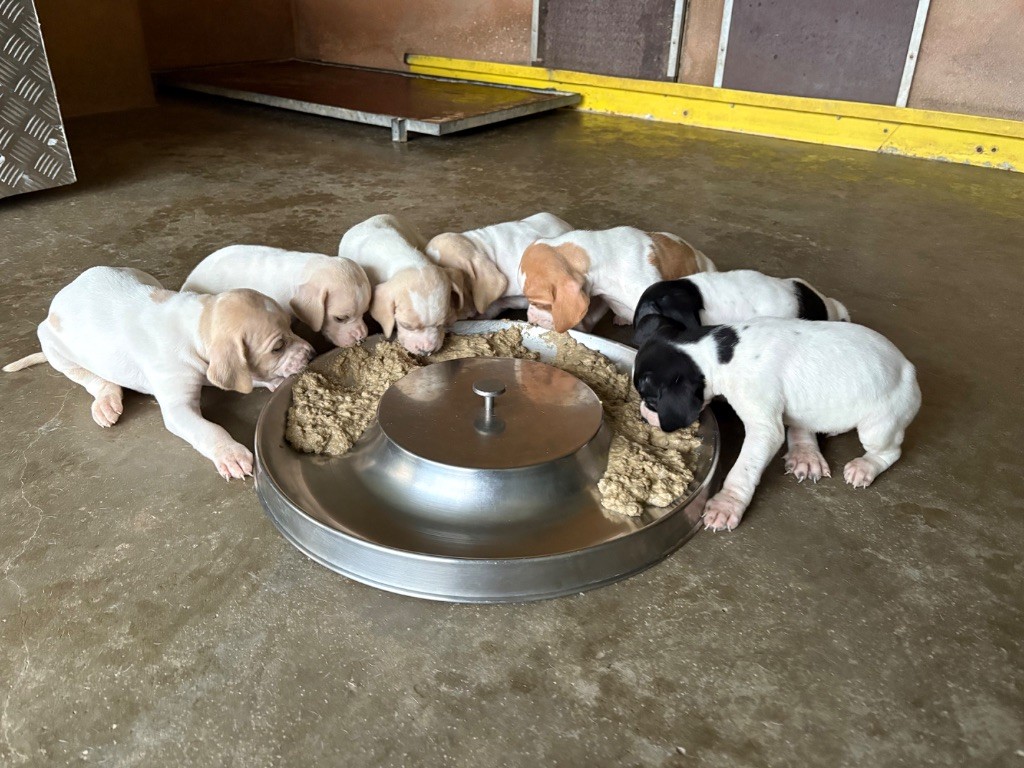 Première bouillie pour les petits de Paya 