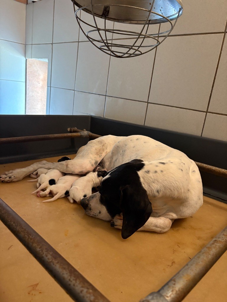 Des Plaines De Berloch - Naissance des chiots de taïga ! 