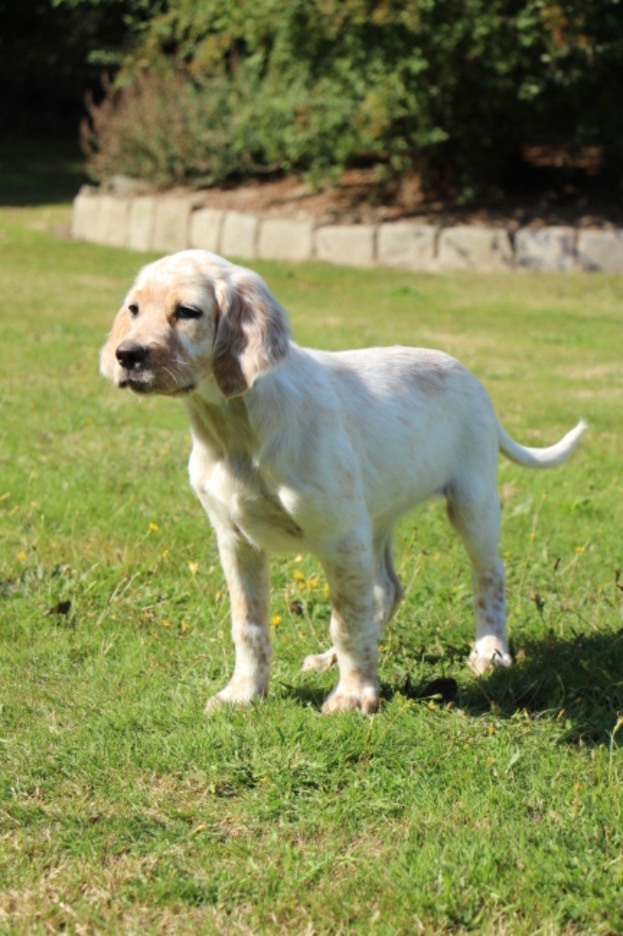 chiots Setter Anglais 